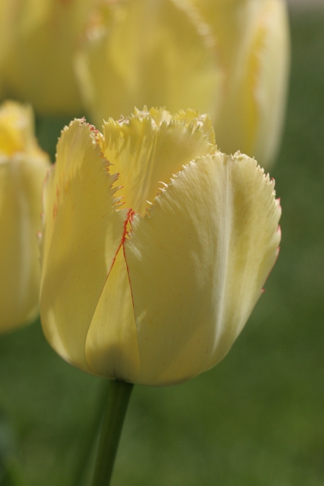 Tulipes a Morges 2006 - 005